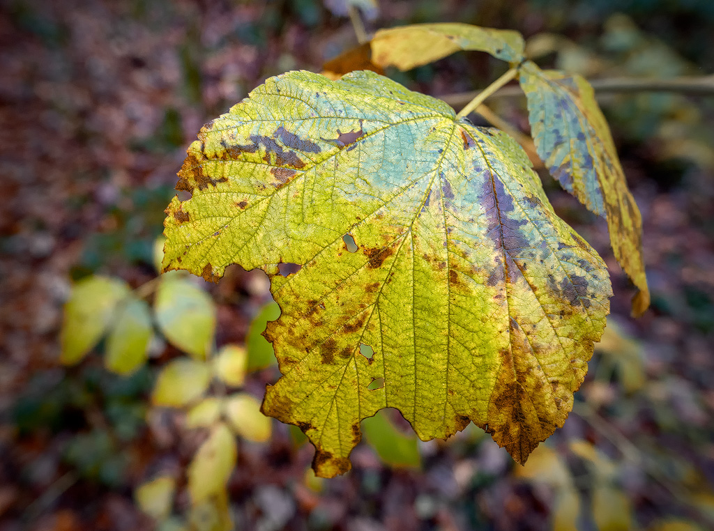 4711 Blatt-16X_4756-1-Kopie-TEST-METADATEN.jpg
